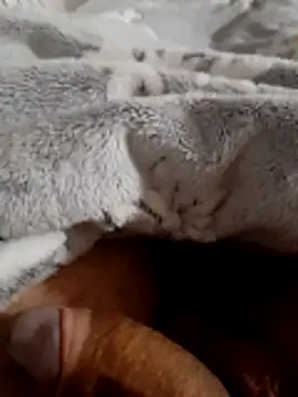 ratoncito 3 online show from 11/16/25, 02:06