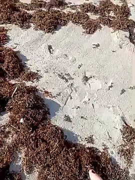 sarahkat86 online show from 10/09/25, 01:09