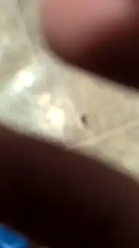 DecimalPoint222InchCock online show from 11/10/25, 11:15