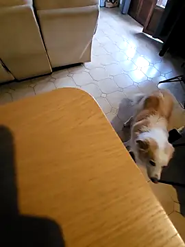 Stingles online show from 10/03/25, 06:43