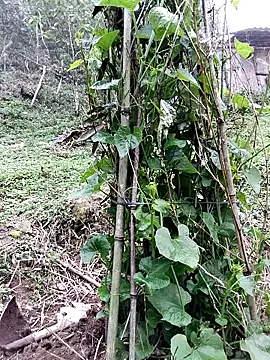 quynhkoolbae online show from 03/21/26, 09:14