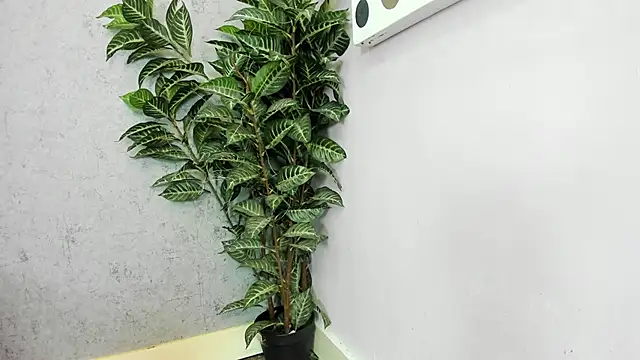 scarlett646 online show from 02/26/26, 03:05