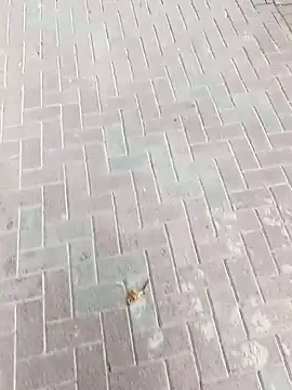 king godgm online show from 11/24/25, 08:47