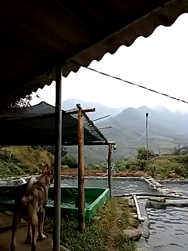 ngan-cute online show from 11/21/25, 02:21