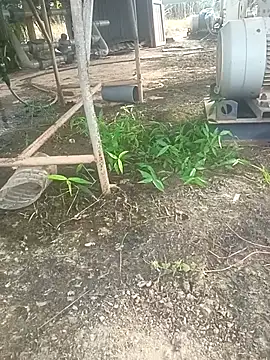 sima024 online show from 11/11/25, 07:52