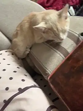 ksenia123 online show from 09/24/25, 06:28