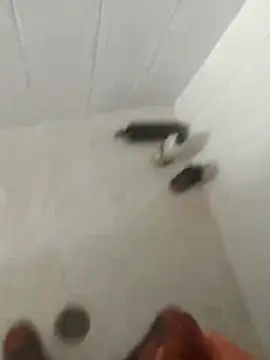 pitoduroparati online show from 02/07/26, 11:52