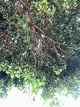 Snapshot of Boy_hot- chatting on 02/20/26, 08:09 Boy hot- online show from 02/20/26, 08:09