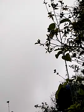 sumaybae online show from 11/05/25, 03:17