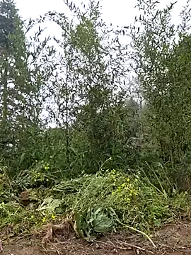 miomio-12 online show from 03/25/26, 03:56