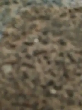 Orlao25cm online show from 11/12/25, 02:45