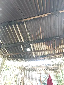 Squirrel-Pear online show from 11/20/25, 03:50