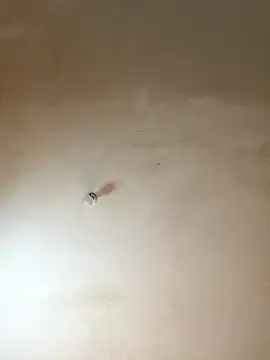 NiaLong21  online show from 01/17/26, 09:58