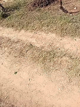 Neetujk online show from 11/17/25, 05:02