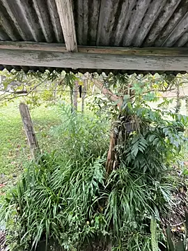 Monahliza online show from 03/12/26, 12:55