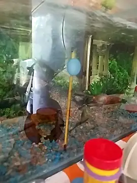 Snapshot of reynaafro93 chatting on 11/18/25, 03:05 reynaafro93 online show from 11/18/25, 03:05