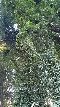 Horny hippie online show from 10/24/25, 09:33