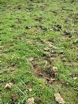 88zaifkhan88 online show from 03/15/26, 11:38