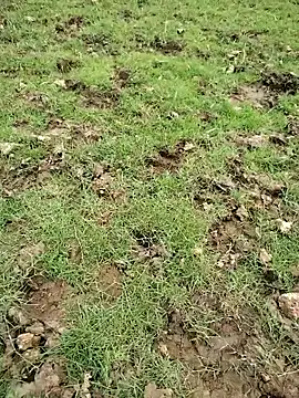 88zaifkhan88 online show from 03/20/26, 11:04