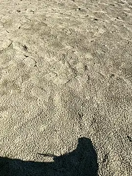 ratemydickbabe online show from 12/01/25, 09:36