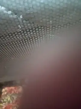 Snapshot of Ariee_199 chatting on 12/04/25, 10:29 Ariee 199 online show from 12/04/25, 10:29