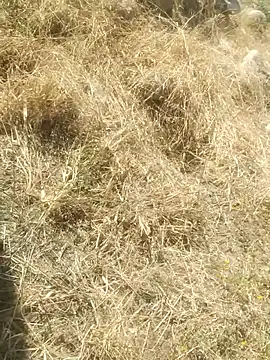 DanielGr27 online show from 12/20/25, 07:10