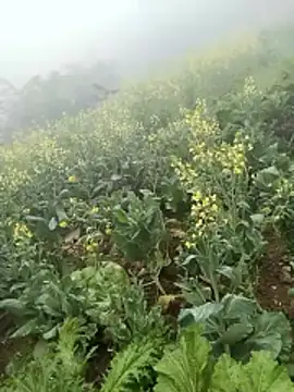 neko-nancy online show from 02/08/26, 02:59