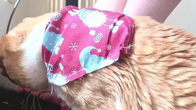 Feetbeth online show from 03/04/26, 07:42