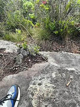 toritoga online show from 03/25/26, 06:36