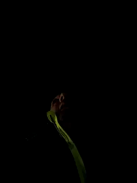 marcoboss online show from 12/13/25, 10:26