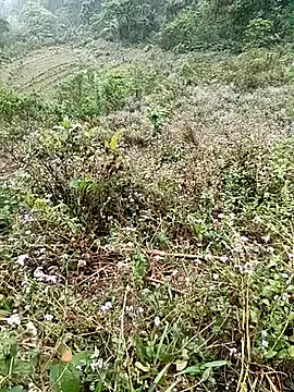 seacyre online show from 04/16/26, 12:44