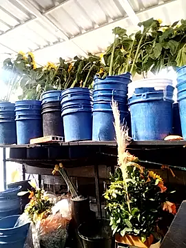 Almeyjose online show from 01/13/26, 02:44