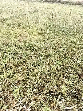 Sheela Sex90 online show from 04/06/26, 03:59