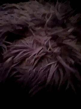 LilithAngle online show from 01/11/26, 07:46