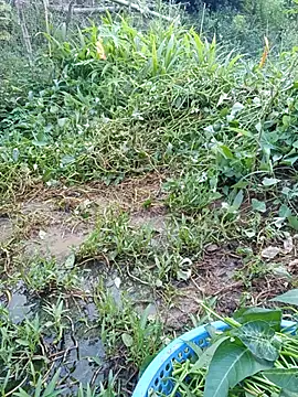 congchua977 online show from 07/17/26, 11:17