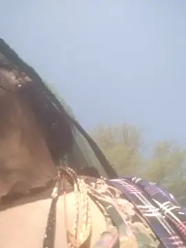 hornycouple20000 online show from 02/05/26, 05:01