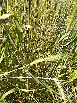 hornycouple20000 online show from 02/16/26, 09:16