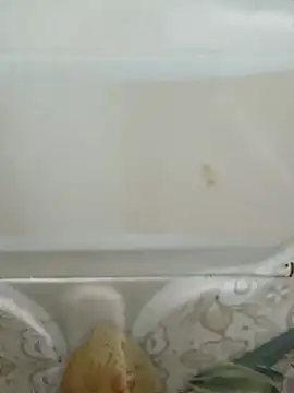 Pagelboy 089 online show from 03/19/26, 03:05