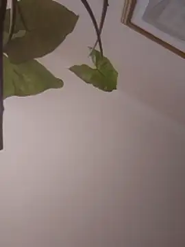 NickoHetero online show from 01/13/26, 02:11