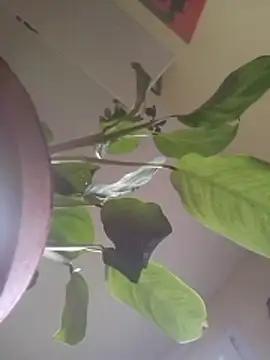 NickoHetero online show from 01/17/26, 02:44