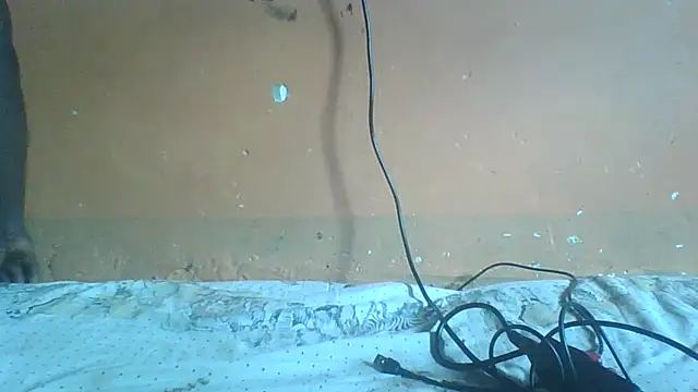 Sexyass100 online show from 04/20/26, 12:52