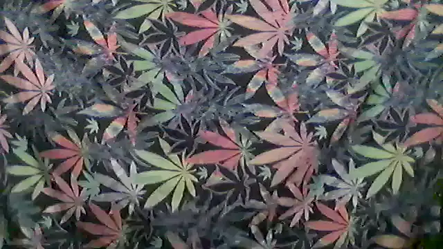 libraxxxstudios online show from 05/24/26, 11:26