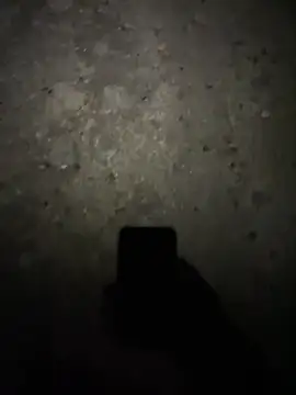 stallone italiano 62 online show from 02/17/26, 11:22