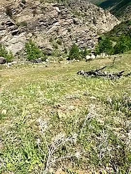 TurkeyMen online show from 05/09/26, 11:15