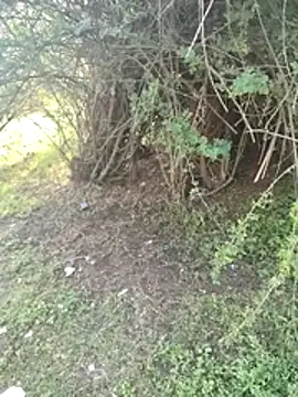 Snapshot of junedkhan99 chatting on 04/03/26, 03:04 junedkhan99 online show from 04/03/26, 03:04