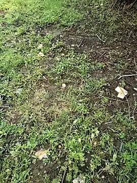 Snapshot of junedkhan99 chatting on 04/04/26, 05:27 junedkhan99 online show from 04/04/26, 05:27