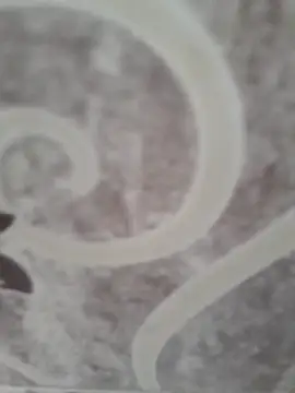 sk022 online show from 04/15/26, 05:14