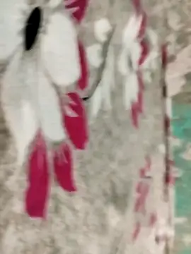 badmasss69 online show from 04/16/26, 10:01