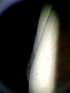 Harkorti online show from 04/22/26, 04:48