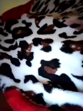 Sia9t online show from 04/23/26, 02:30